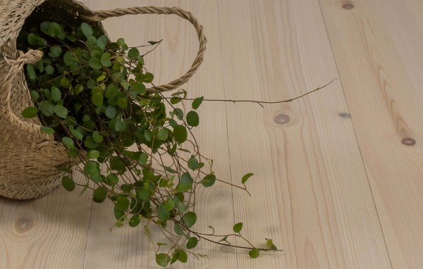 Heltregulv i furu oljet i fargen Arctic med grønn plante på.