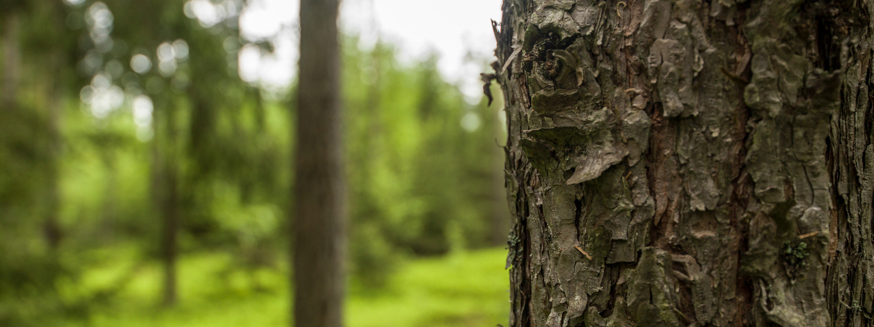 Tree trunks in a forest