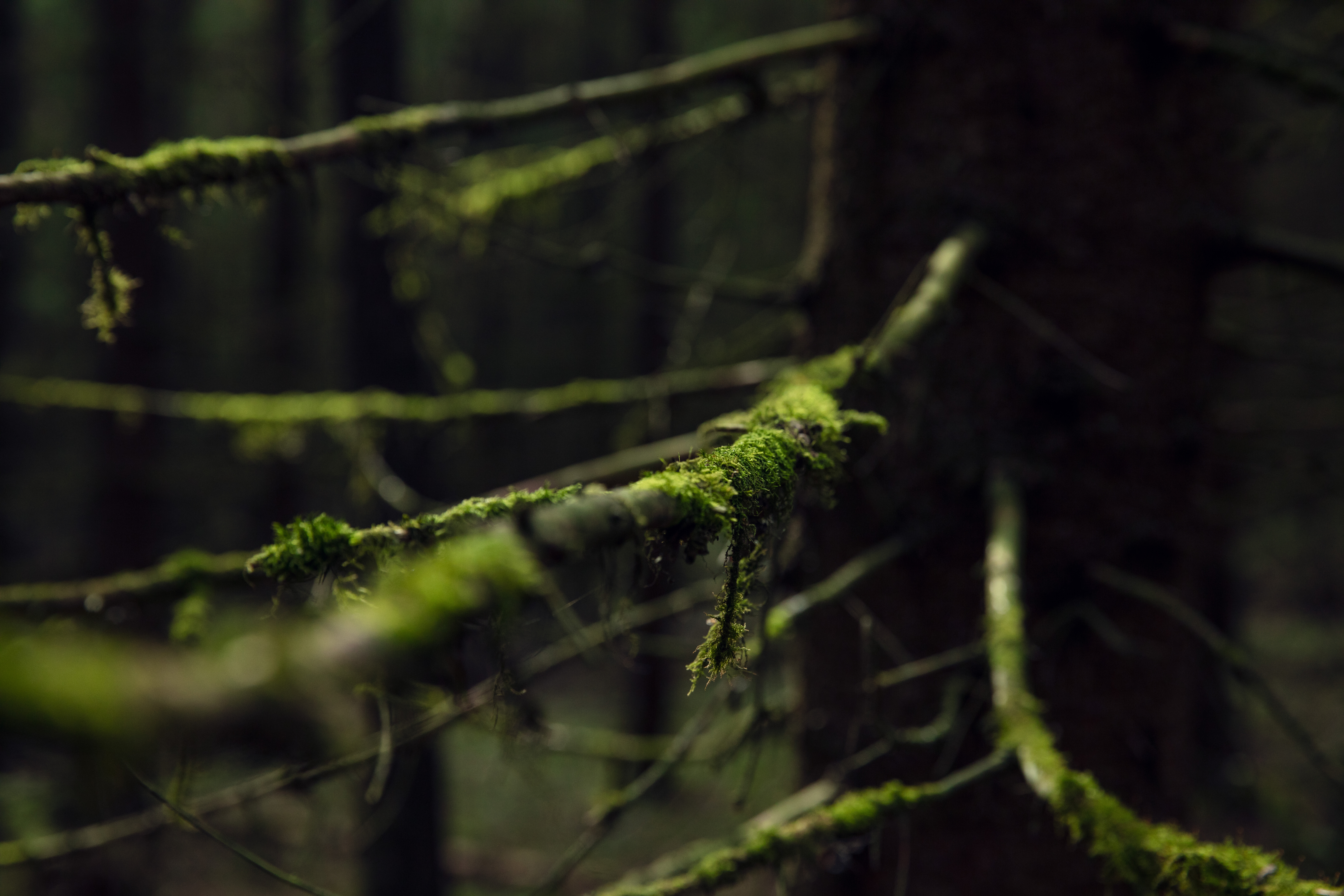 Constructing tall buildings in timber has great environmental benefits